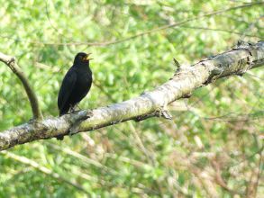 Blackbird male